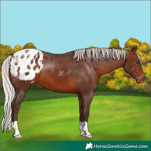 Horse Color:Silver Brown Appaloosa 