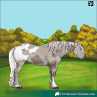 Horse Color:Silver Grullo Merle Tobiano Rabicano 