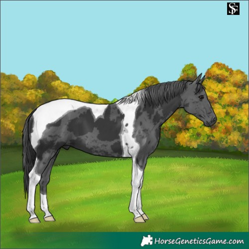 Horse Color:Black Merle Tobiano 