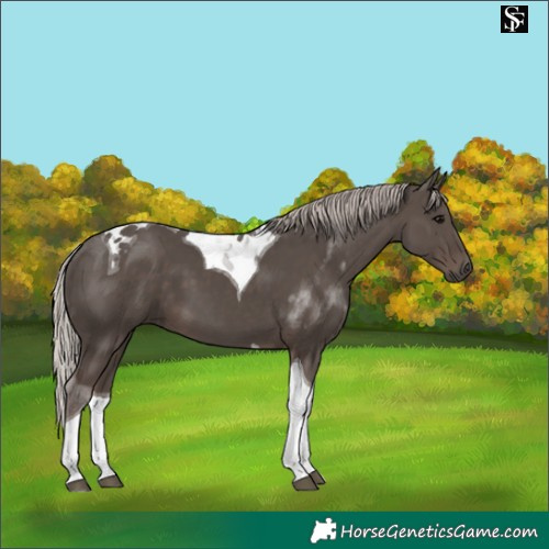 Horse Color:Silver Black Tobiano 