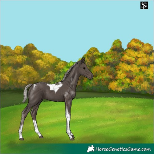 Horse Color:Silver Black Tobiano