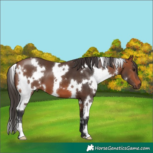 Horse Color:White Spotted Bay 