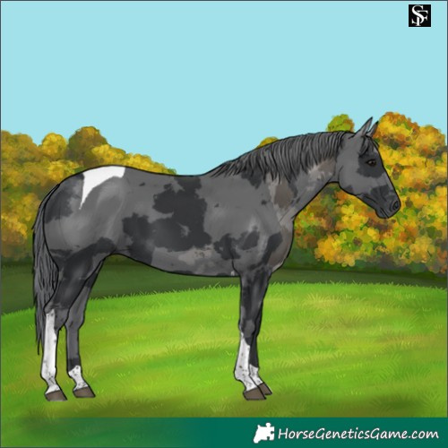 Horse Color:Black Merle Tobiano