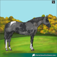 Horse Color:Black Merle Tobiano 