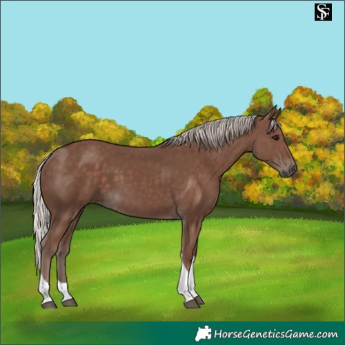 Horse Color:Silver Black Tobiano 