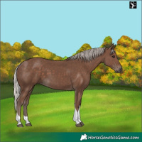 Horse Color:Silver Black Tobiano 