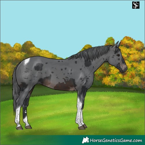 Horse Color:Brown Merle Tobiano 