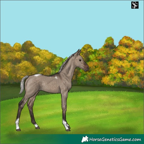 Horse Color:Silver Brown Dun Tobiano Rabicano 