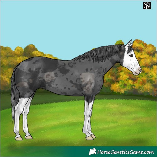 Horse Color:Black Merle Splash