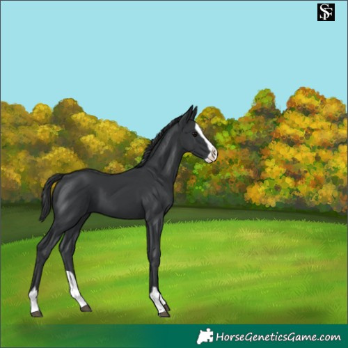 Horse Color:Black Splash 