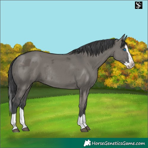 Horse Color:Grullo Merle Splash Rabicano 