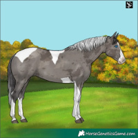 Horse Color:Smoky Grullo Merle Splash Tobiano