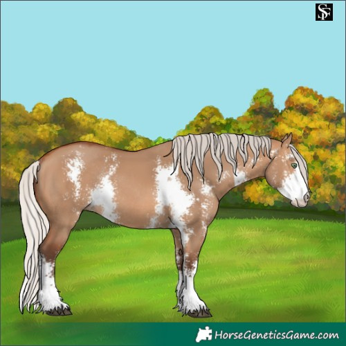 Horse Color:Silver Bay Dun Sabino Rabicano 