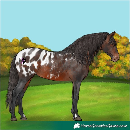 Horse Color:Brown Appaloosa Rabicano 