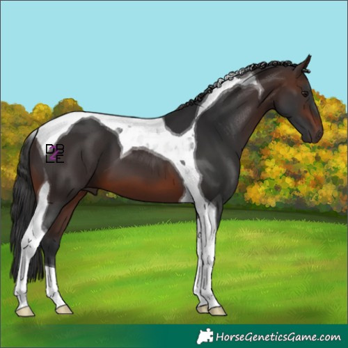 Horse Color:Brown Tobiano 