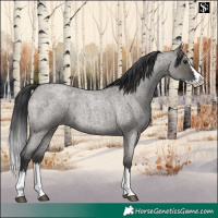 Horse Color:Grullo Roan Splash