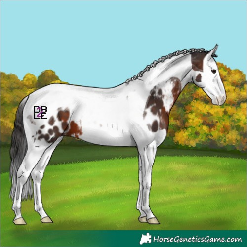 Horse Color:Brown Splash Tobiano Appaloosa 