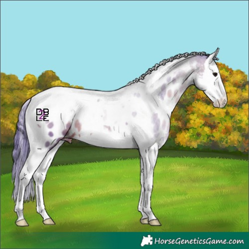 Horse Color:Watercolor Brown Splash Tobiano Appaloosa 