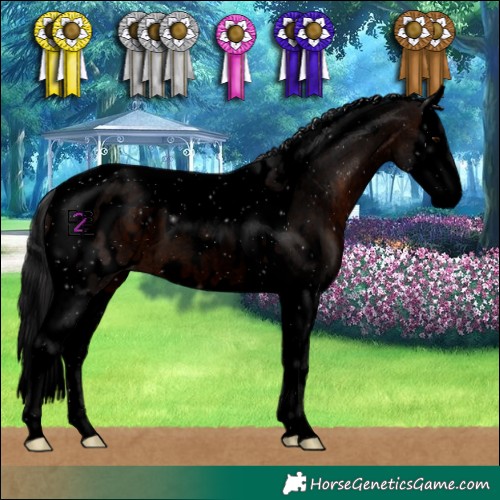 Horse Color:Void Brown Splash Tobiano Appaloosa 