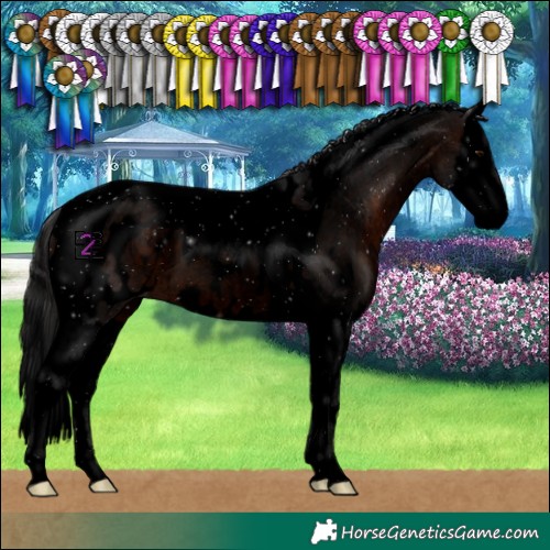 Horse Color:Void Brown Splash Tobiano Appaloosa 