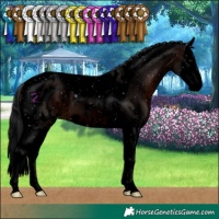Horse Color:Void Brown Splash Tobiano Appaloosa 