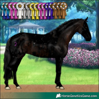 Horse Color:Void Brown Splash Tobiano Appaloosa
