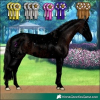 Horse Color:Void Brown Splash Tobiano Appaloosa 