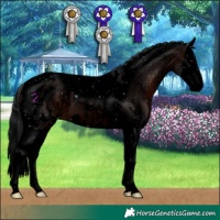 Horse Color:Void Brown Splash Tobiano Appaloosa 