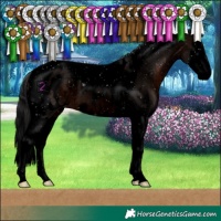 Horse Color:Void Brown Splash Tobiano Blanket 
