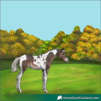 Horse Color:Silver Black Tobiano 