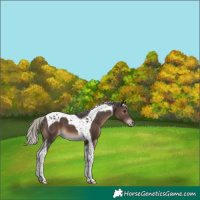 Horse Color:Silver Black Tobiano