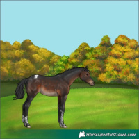 Horse Color:Brown Tobiano 