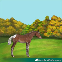 Horse Color:Silver Black Tobiano