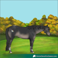 Horse Color:Black Tobiano 