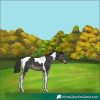 Horse Color:Black Tobiano 