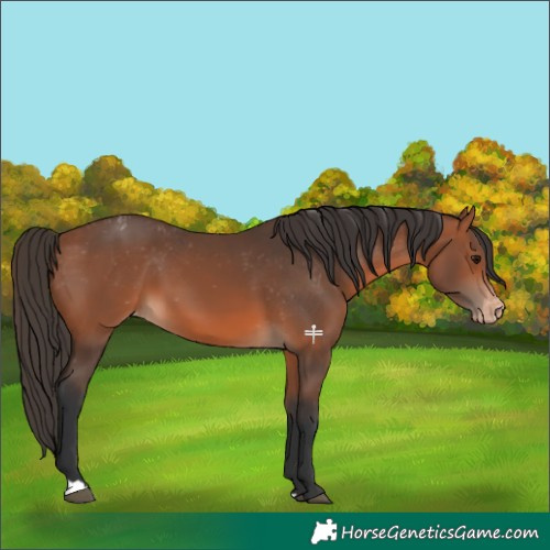 Horse Color:Bay Varnish 