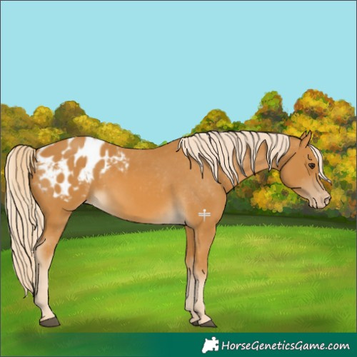 Horse Color:Palomino Blanket 