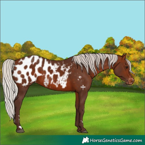 Horse Color:Silver Brown Appaloosa 
