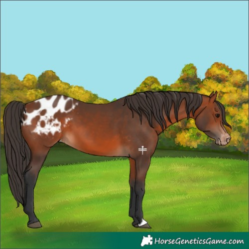 Horse Color:Bay Blanket 