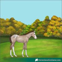 Horse Color:Classic Champagne Dun Sabino Splash Appaloosa Rabicano