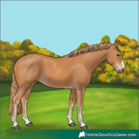 Horse Color:Chestnut 