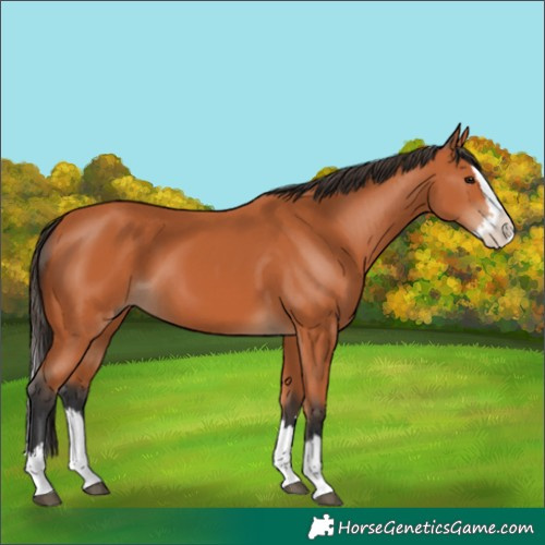 Horse Color:Bay Splash 