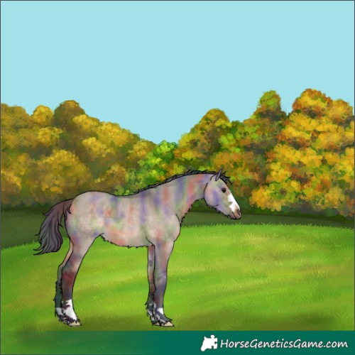 Horse Color:Nacre Brown Dun 