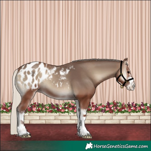 Horse Color:White Spotted Silver Blue Onyx Appaloosa 