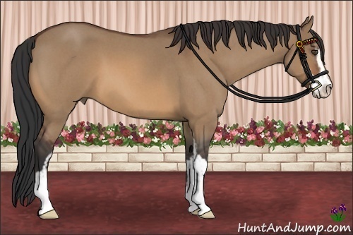 Horse Color:Bay Roan Dun Sabino 