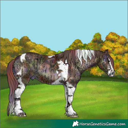 Horse Color:Unknown 