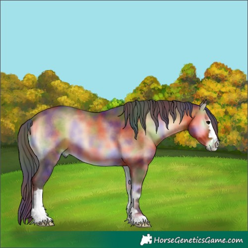 Horse Color:Nacre Bay Onyx 