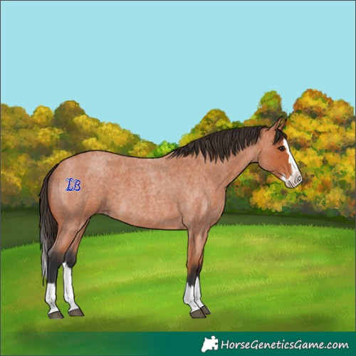 Horse Color:Bay Roan Splash 