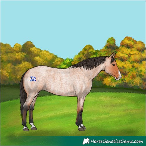 Horse Color:Bay Roan Splash 
