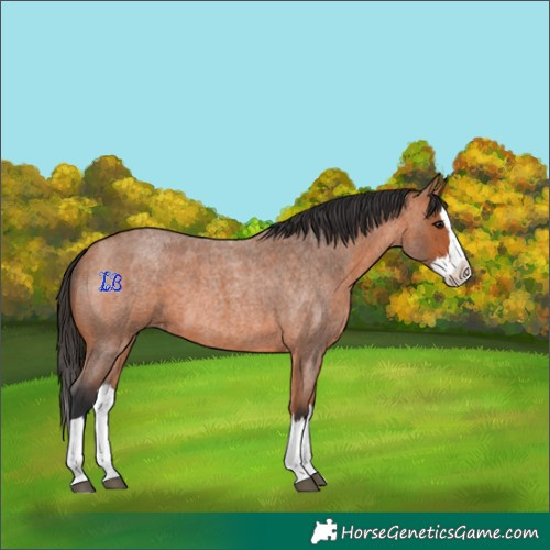 Horse Color:Bay Roan Splash